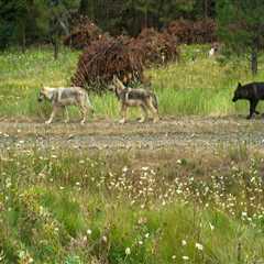 Endangered Species in Central Oregon: A Guide to Nature Preservation