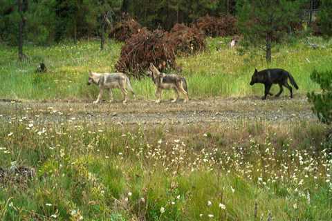 Endangered Species in Central Oregon: A Guide to Nature Preservation