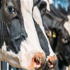 Navigating Ethical Considerations in Livestock Management