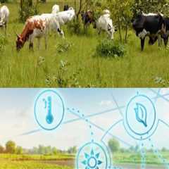 Integrating Technology and Innovation in Livestock Management for Enhanced Productivity