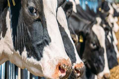 Navigating Ethical Considerations in Livestock Management