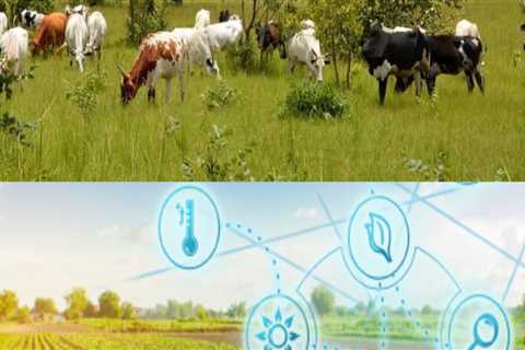 Integrating Technology and Innovation in Livestock Management for Enhanced Productivity